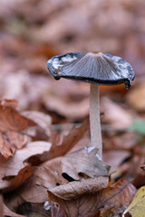 Mushroom Coprinopsis picacea close up top view. Specht-Tintling (Coprinopsis picacea, Syn. Coprinus picaceus)

