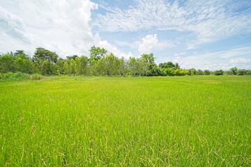 rice fields in isaan thailand during monsoon season.