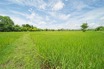 rice fields in isaan thailand during monsoon season.