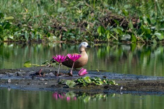 ruddy shelduck or Tadorna ferruginea or Brahminy duck, is member of the family Anatidae, at Dehing Patkai, Assam, India