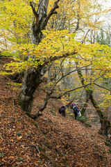 Groups trekking through the forest in autumn. People walking on green land. Mountaineering in...