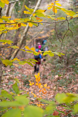 Groups trekking through the forest in autumn. People walking on green land. Mountaineering in...