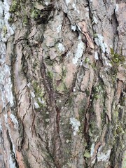 Crack Dry Tree Skin Texture Pattern