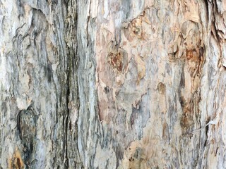 Peeling Dry Tree Skin Texture Pattern