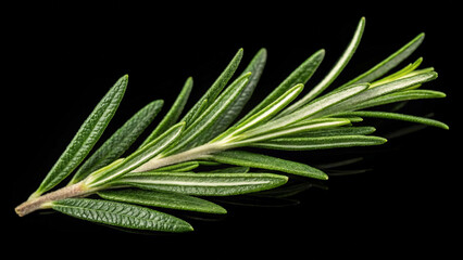Fototapeta premium Rosemary leaf herbal is spices on black alpha background