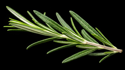 Obraz premium Rosemary leaf herbal is spices on black alpha background