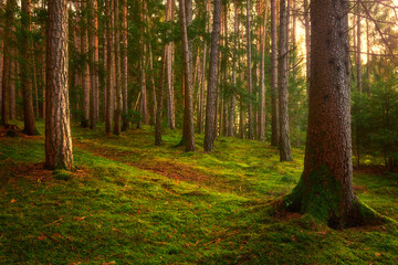 Fototapete bei efototapeten.de bestellen   