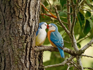 Fototapeta premium colorful lovebirds perched on a tree branch, displaying vibrant plumage with shades of blue, orange, and yellow, set against a soft, blurred green background