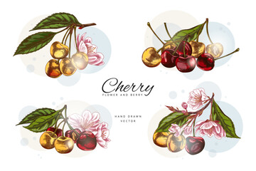 Composition of cherries with flowers, leaves. Sketch. Collection.