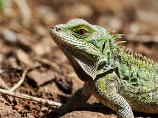 Fototapeta premium Close-up of a iguana resting on a rock, showcasing its detailed scales, vibrant coloration, and unique reptilian features in a natural outdoor setting