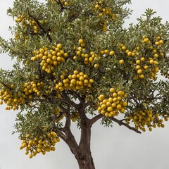 A marula tree with small, yellow fruits hanging from its branches, on a plain white background.