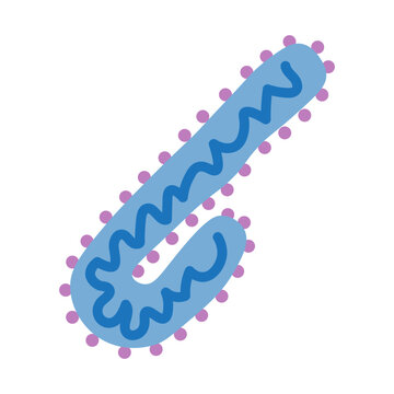 marburg virus