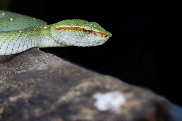 Green tropical venomous snake on a branch in Thailand