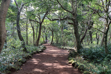  나무 사이로 지나가는 숲길 풍경 제주 제주시 구좌읍 평대리 비자림