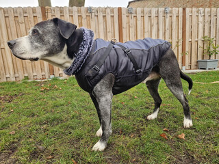 Alter Hund im Winter mit Mantel