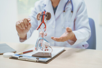 Male doctor treating male urinary tract diseases, providing consultations at a hospital,discussing urinary tract models,diagnosing urethritis,prostatitis,cystitis, pyelonephritis,offering effective
