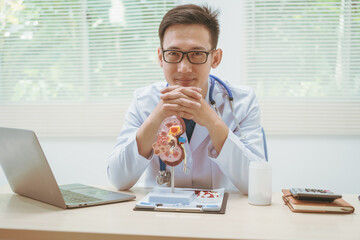 Male doctor treating kidney disease at a hospital table,discussing kidney disease models,diagnosing...