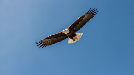 Naklejka premium Majestic bald eagle soaring gracefully against a clear blue sky view from below