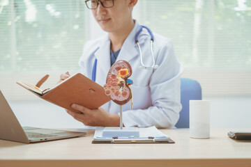 Male doctor treating kidney disease at a hospital table,discussing kidney disease models,diagnosing...