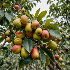 A cashew tree with a mixture of ripe and unripe cashew apples and nuts, standing on a white background.