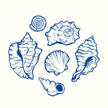 Seashells set. Hand drawn illustrations of engraved line. Collection of realistic sketches various mollusk sea shells different forms.