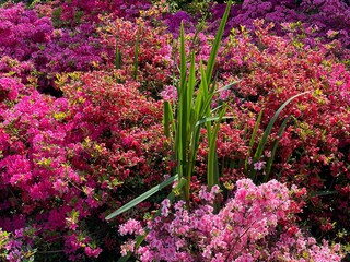 Rhododendron red pink purple blossoms.