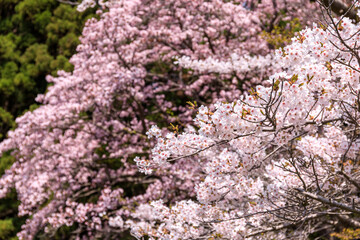 北海道新ひだか町、日本一の桜並木で艶やかに咲き誇る桜【4月】