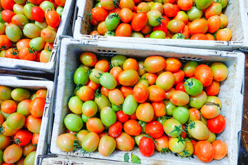 Ripe Tomatoes in the Basket, Vibrant Red Tomatoes With Fresh Harvest.

