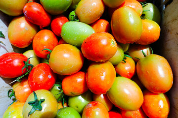 Close-up of fresh ripe red tomatoes, tomatoes harvest.