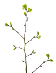 a branch with green buds. spring awakening of nature. Isolated on white background. Isolated on transparent. png format available