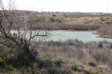 A lonely dead tree by the lake in a deserted area