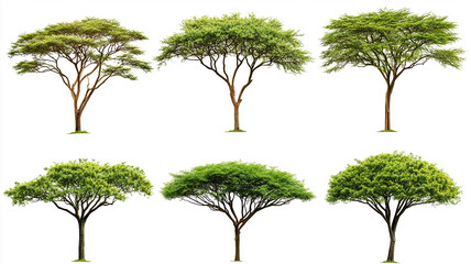 Collection of isolated African acacia trees on a white background. Plant and flower concept