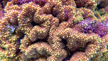 Obraz premium Detailed view of coral reef patterns