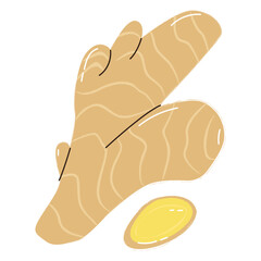 Ginger root rhizome herb illustration. Healthy food Medicinal and edible plant ginger. ingredient organic, spice herb, healthy plant, fresh raw, vegetable medicine, nature seasoning ginger root