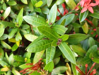 Beautiful flower with fresh green leaf