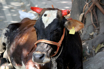 large black cow sitting on the road