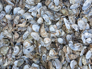 Une matière de coquille d'huîtres sur les plages de Bretagne