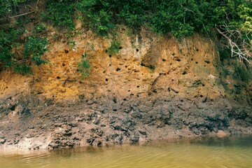 Kingfisher birds village - holes on the wall of a river bank used by birds as their home on the banks of Ramisi River in Funzi Island, Diani, Kenya
