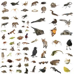 european wildlife in studio