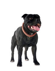 staffordshire bull terrier