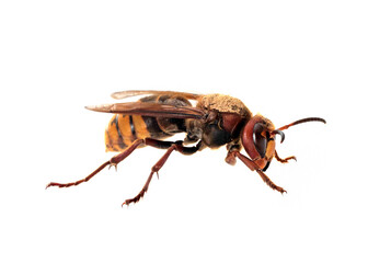 European hornet in studio