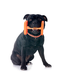 staffordshire bull terrier