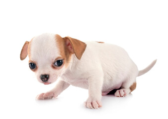 puppy chihuahua in studio