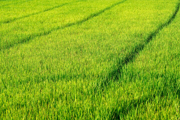 Lush Green Rice Field with Distinctive Pathway Marks in Nature