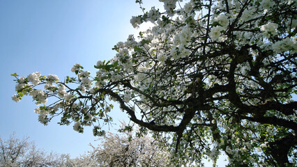 White flowers blooming on apple tree branches against a clear blue sky, celebrating the arrival of spring