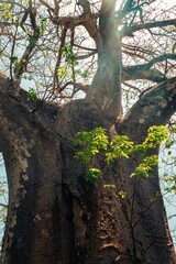 A baobab tree at a Shirazi Tribe homestead in Funzi Island, Diani, Kenya 