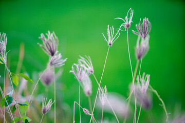 Delicate Nature Blooms Against a Vibrant Green Background