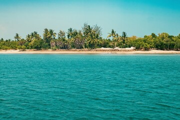 Scenic view of Mangrove trees on the beach at Funzi Island in Diani Beach, Kenya 