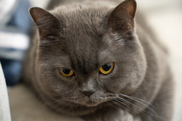 Sharp-eyed black cat sitting on the sofa