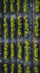 Obraz premium Aerial view of lush green vineyard rows stretching into the distance. This image captures the beauty of nature and agriculture in perfect harmony. Generative AI